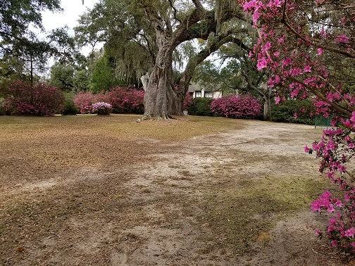 Shady Lawn Azaleas 4.jpg