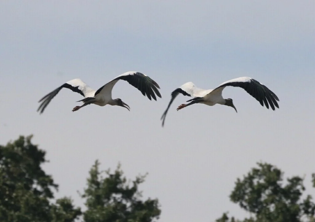 cloned in flight.jpg