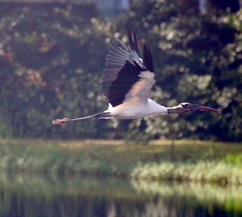 stretched in flight.jpg