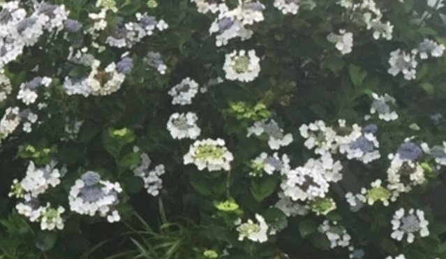 Lawson hydrangea.jpg