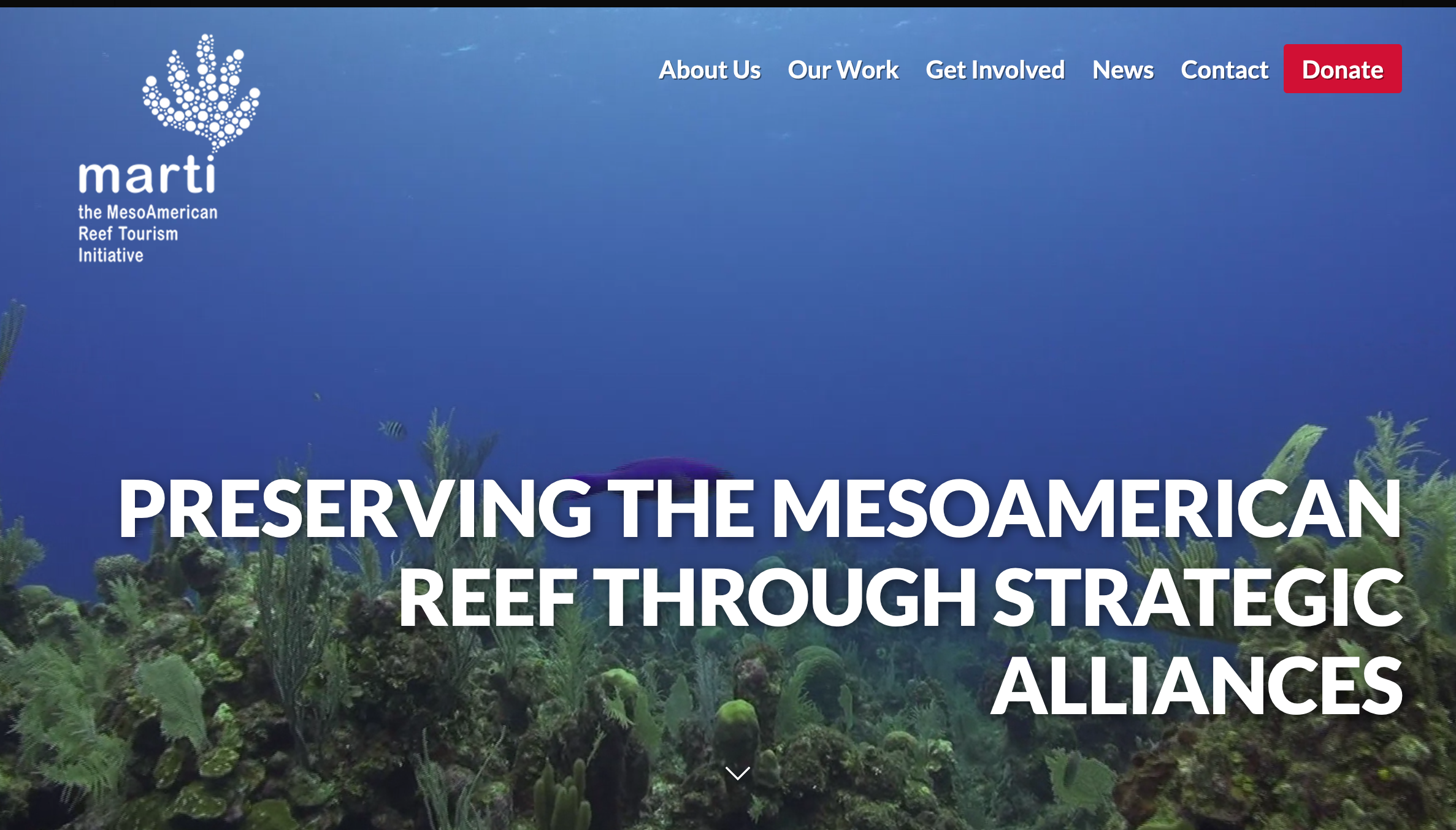 Screenshot of the Marti website with a blue underwater background of coral reef and sea plants, displaying the initiative's logo of a coral-shaped graphic with white dots and the text 'marti the MesoAmerican Reef Tourism Initiative'. Overlay text rea