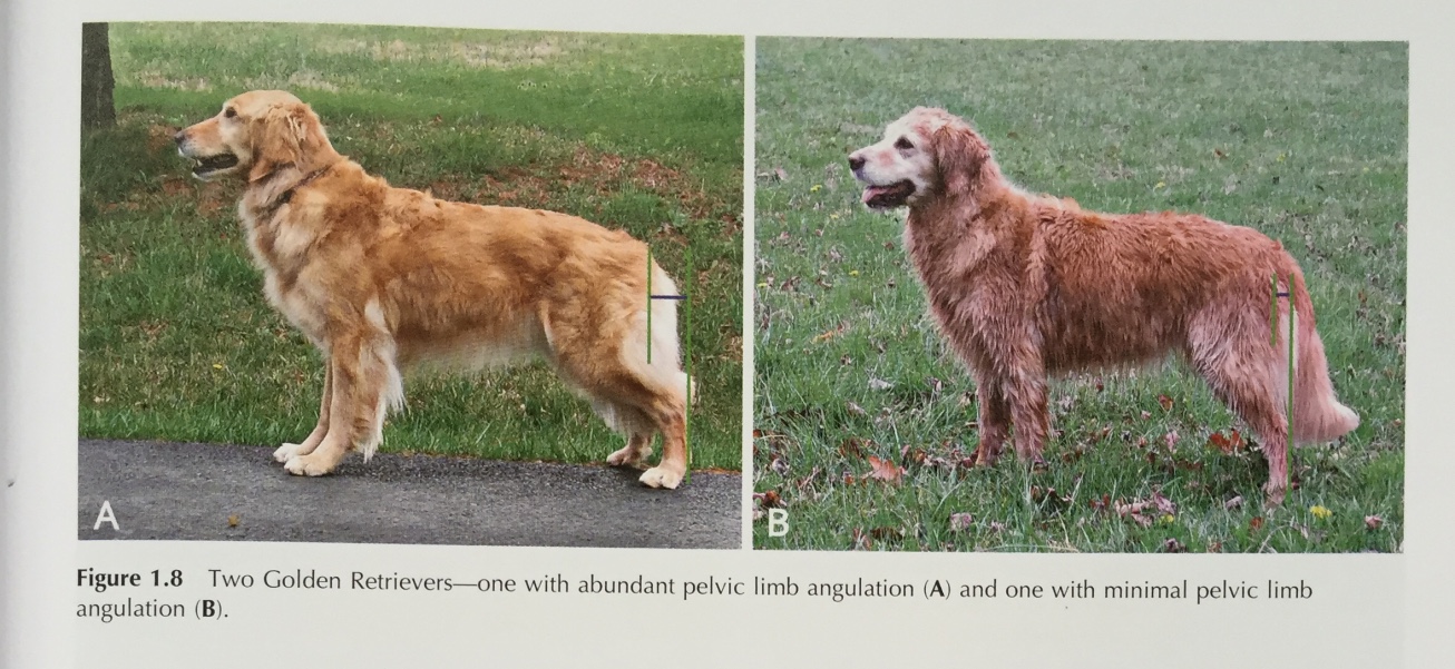 From Canine Sports Medicine by Christine Zink and Janet B. van Dyke