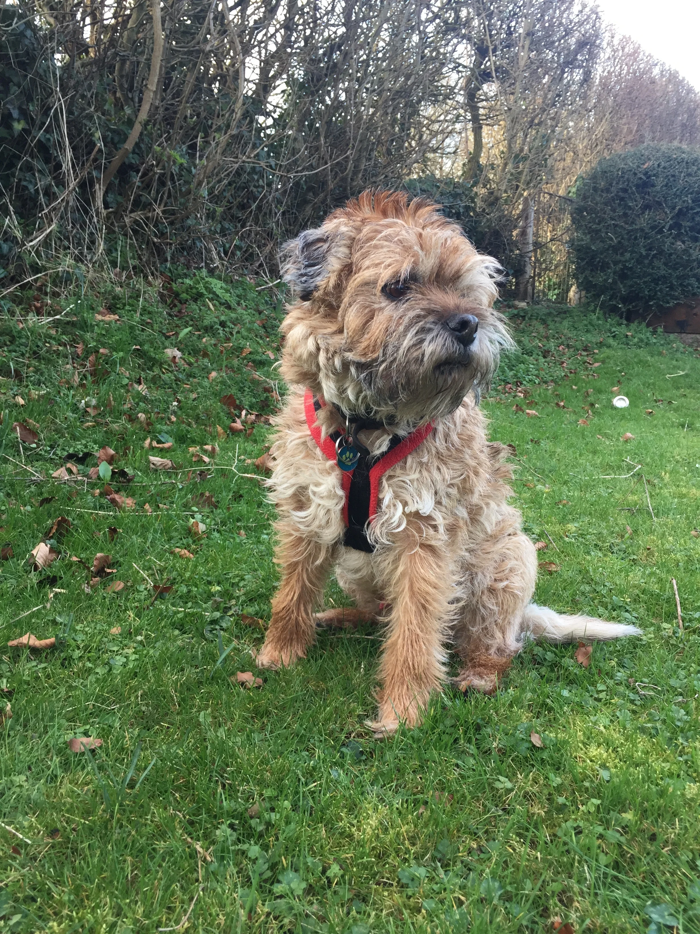 non restrictive dog harness