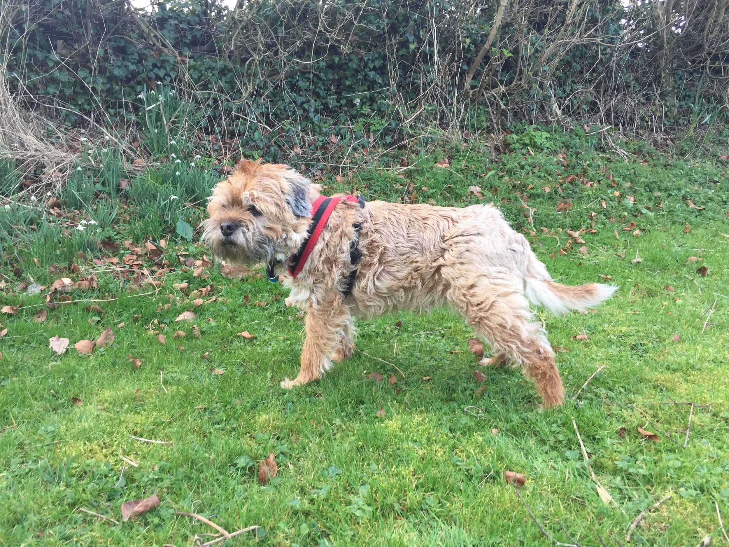 border terrier harness