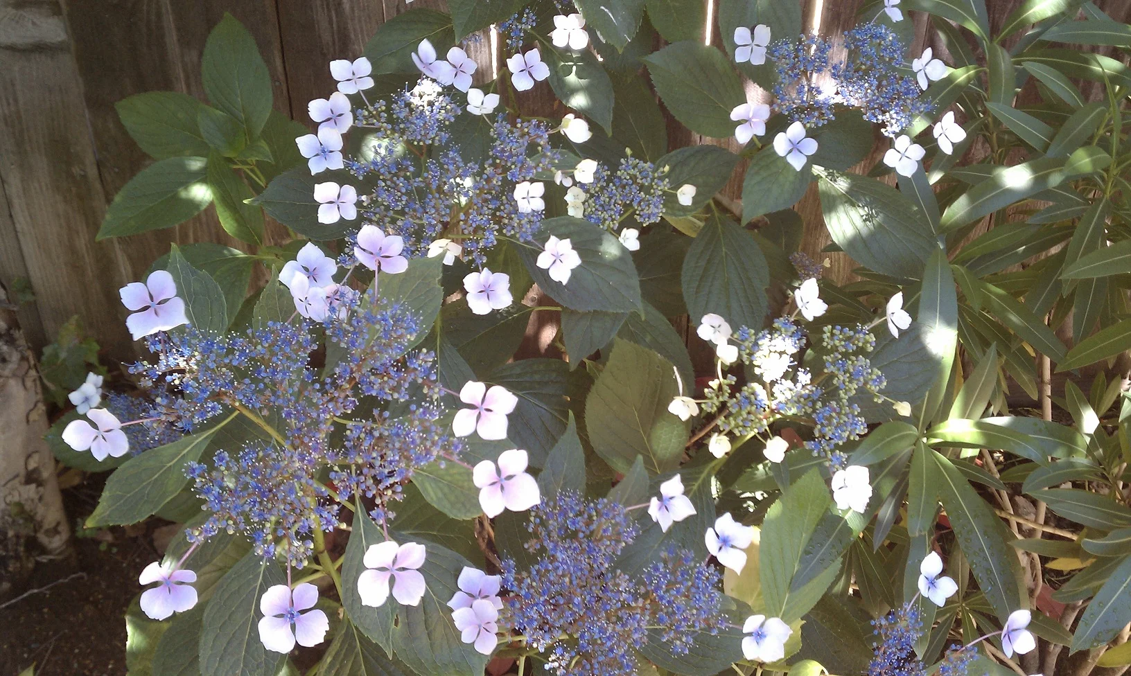 Hydrangea Revolution via Twitter