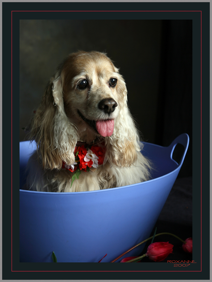 ROX DOG IN BLUE BUCKET.jpg