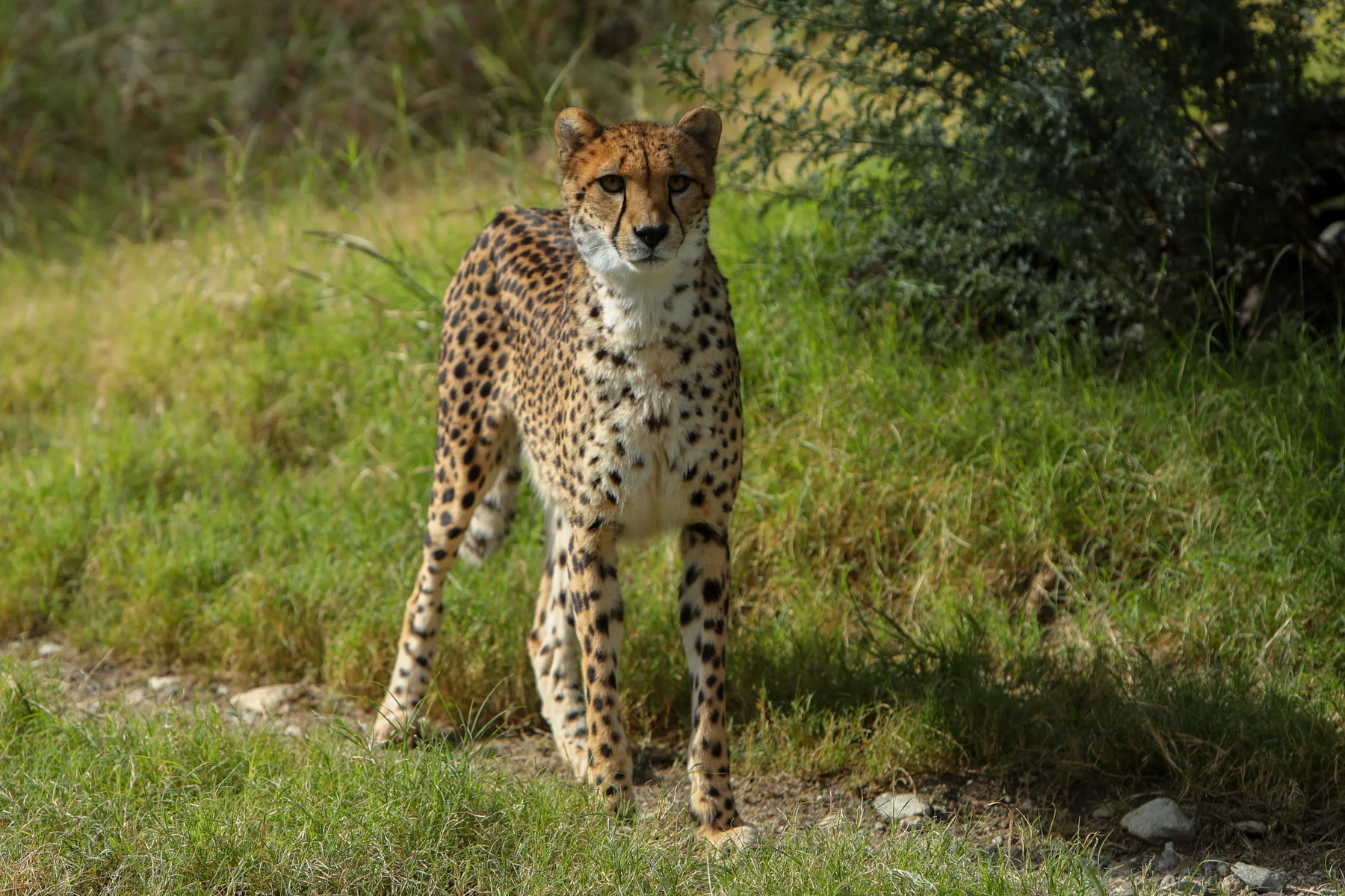 LivingDesert-1142.jpg