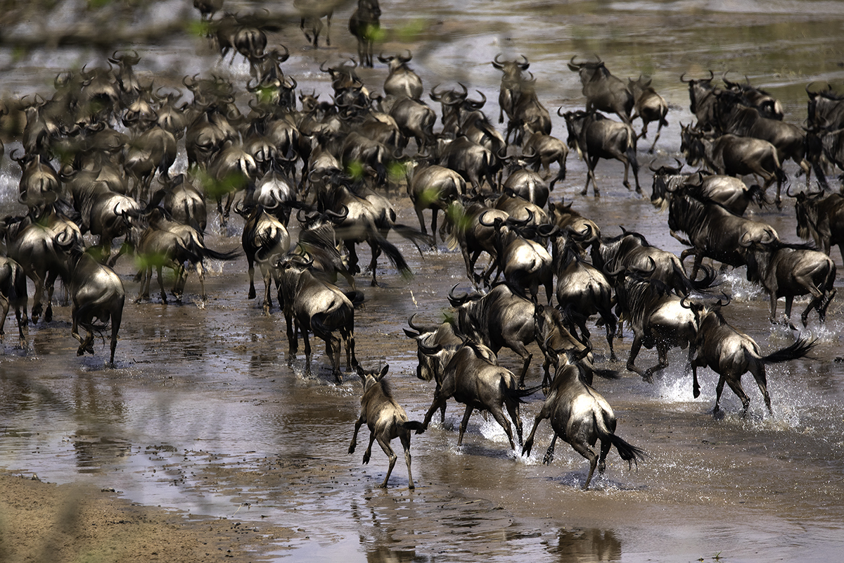 1200 pix S4-Safari-0871-Edit.jpg