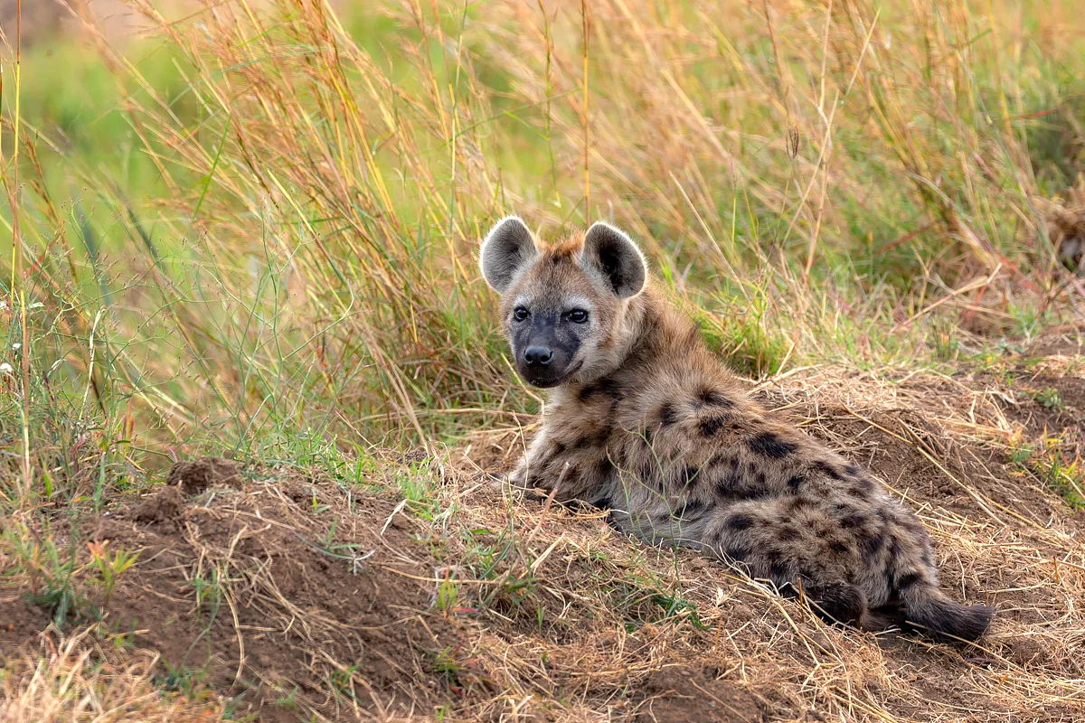 1200pix S4-Safari-0424.jpg