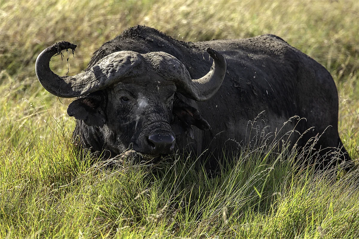 1200pix S4-Safari-0023-Edit.jpg