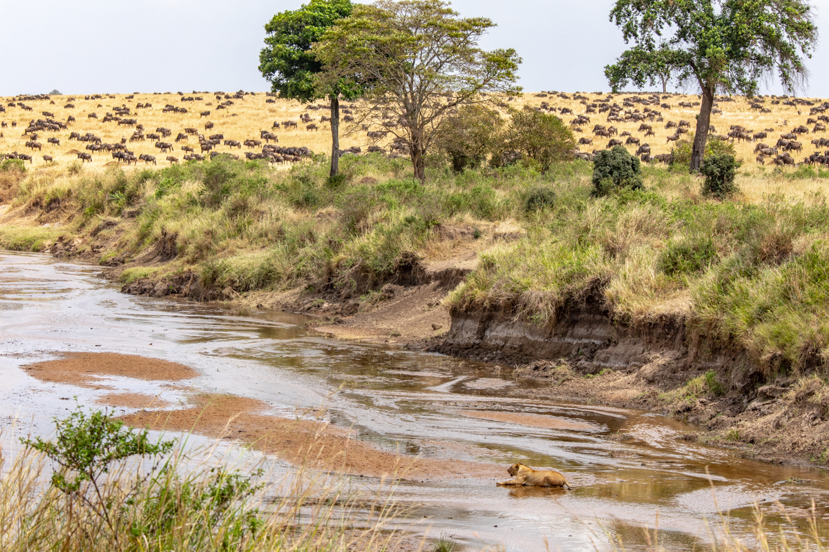 S4-Safari-1120.jpg