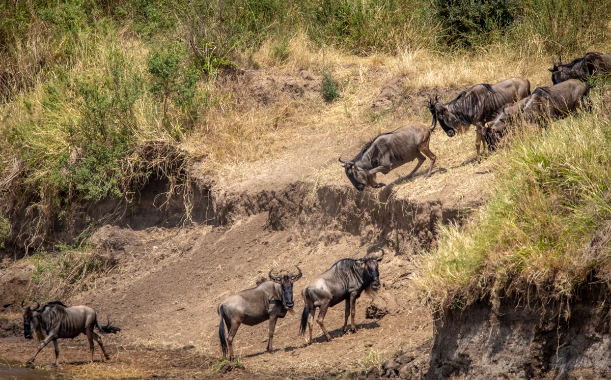 S4-Safari-0913.jpg