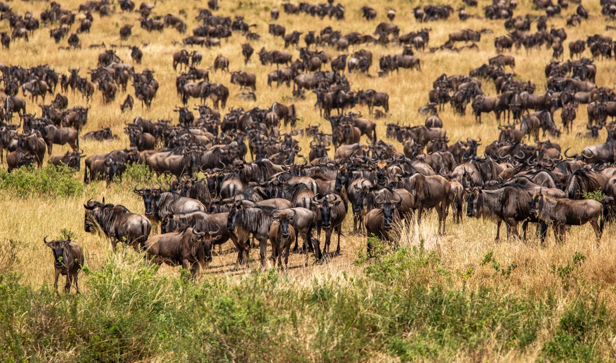 S4-Safari-0895.jpg
