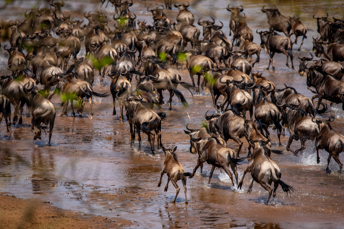 S4-Safari-0871.jpg