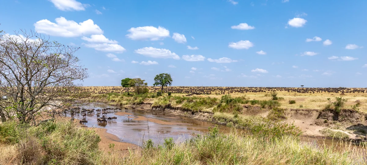 S2a-Safari-2835.jpg