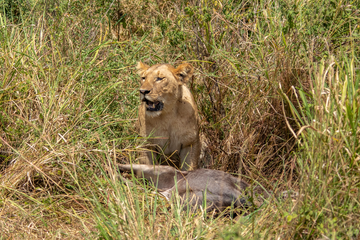 S4-Safari-0823.jpg