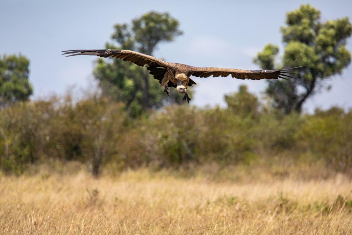 S4-Safari-0810.jpg