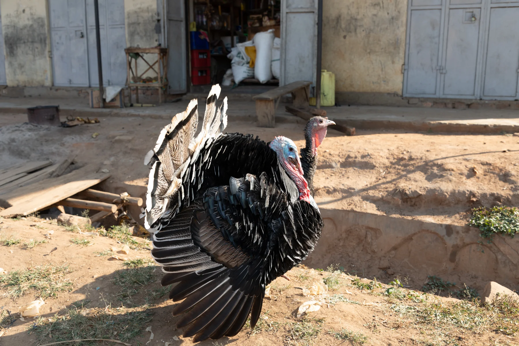 K6-Kabingo-0245.jpg