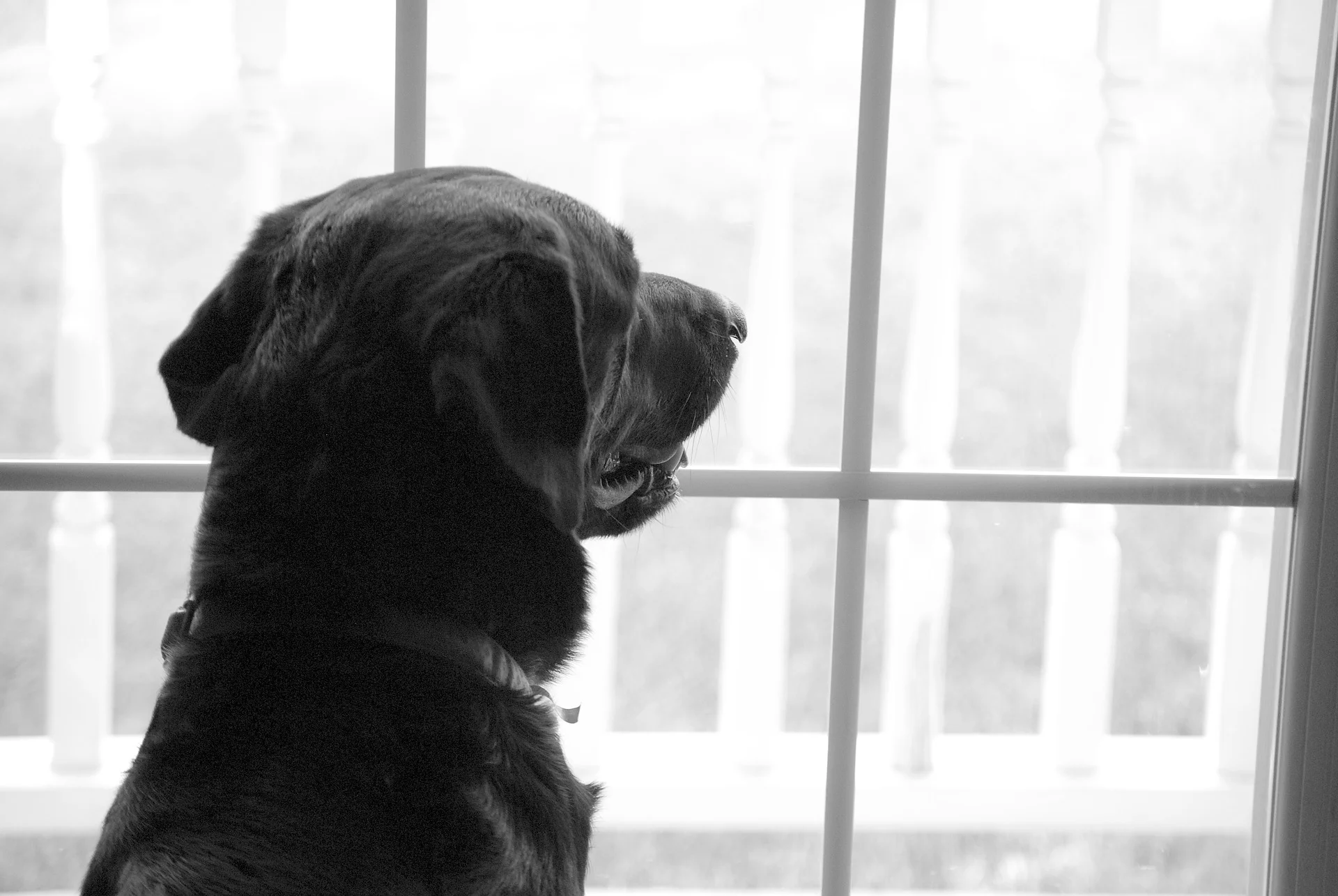 labrador-retriever-2418176_1920.jpg