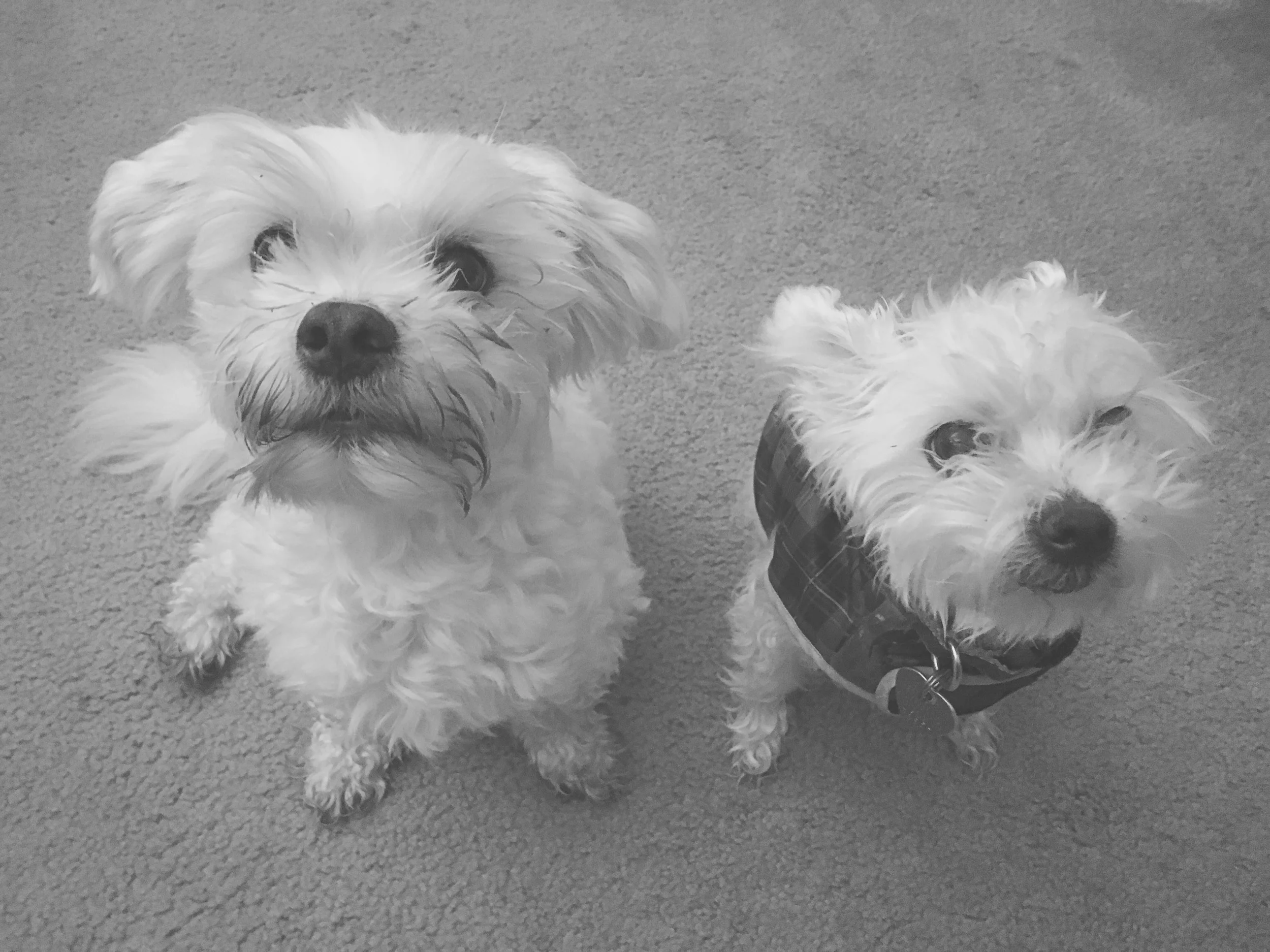 Armani (left) & Ivory (right). 