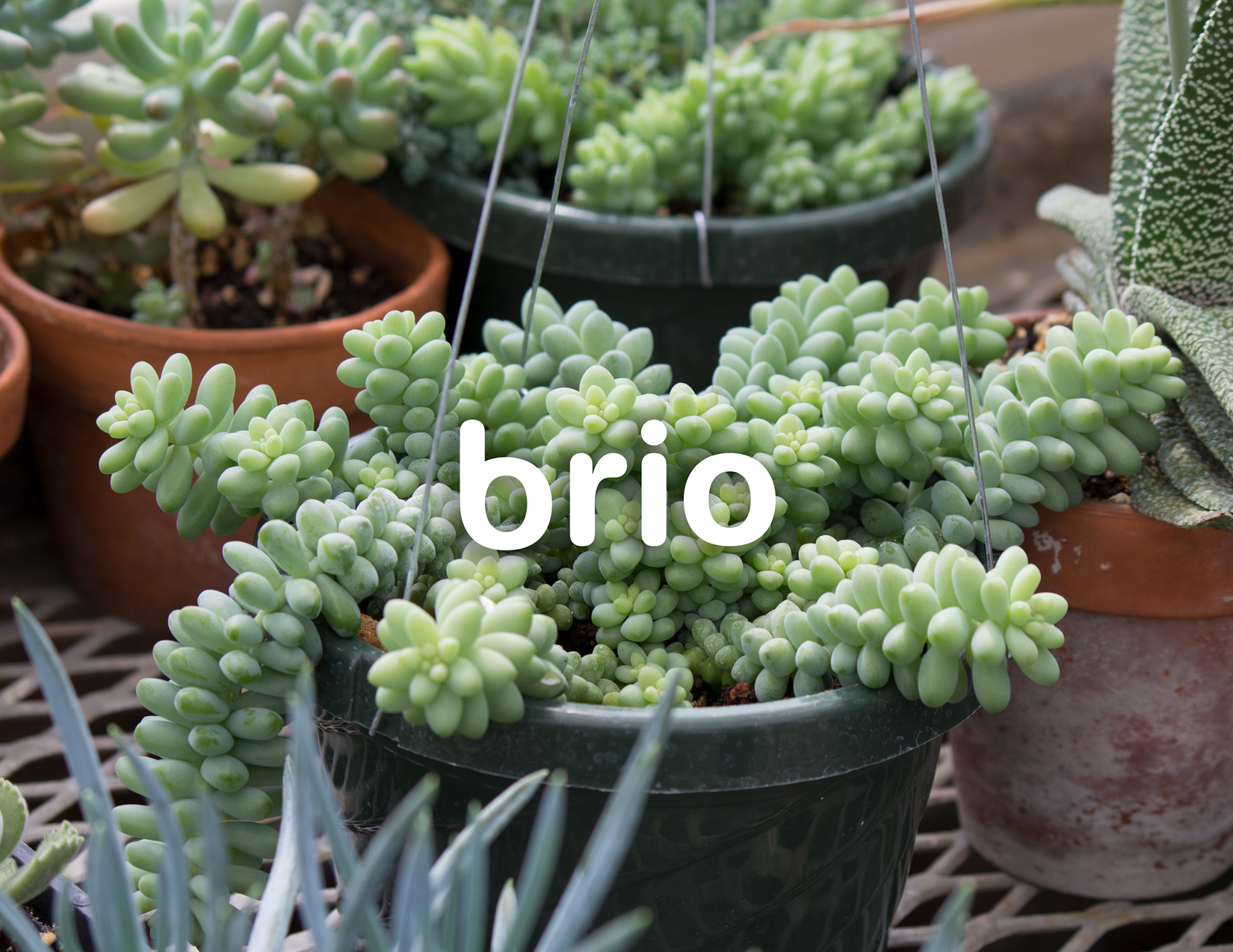 web_MegTremblay_Brio_FinalDocument.png