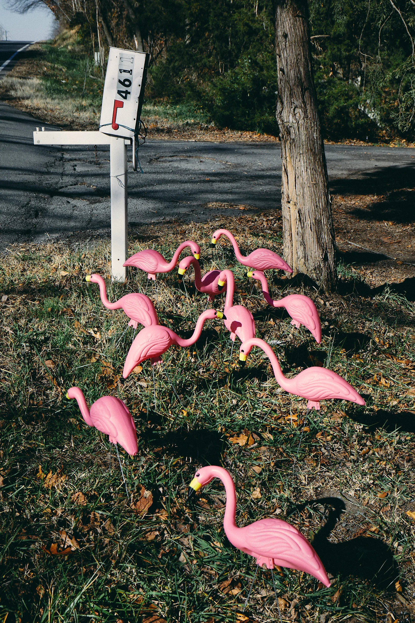 Posted Flamingos