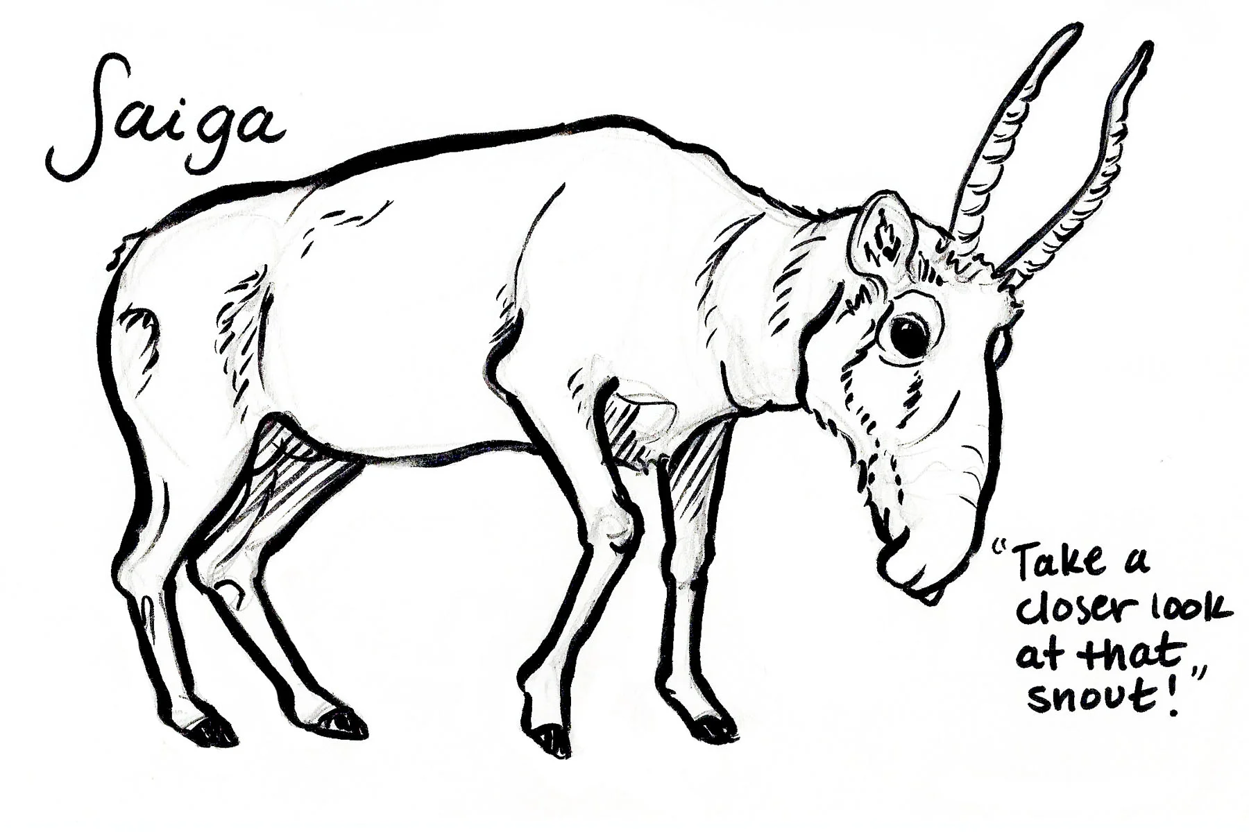 Saiga