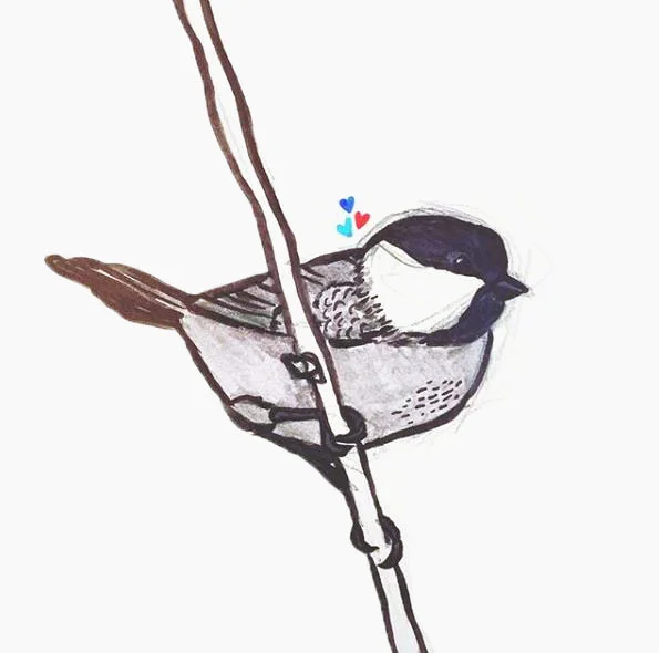 Black-Capped Chickadee