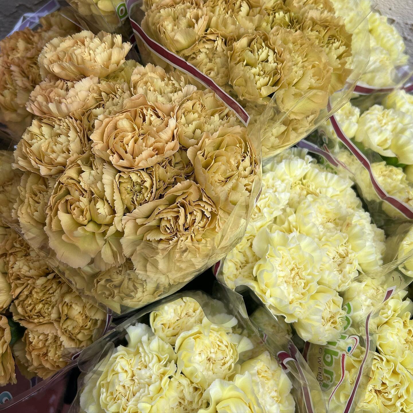 Market Monday and the prettiest mustard ruffles on these carns, yep carnations folks. Wishing you a beautiful week!🏹🌸🤩