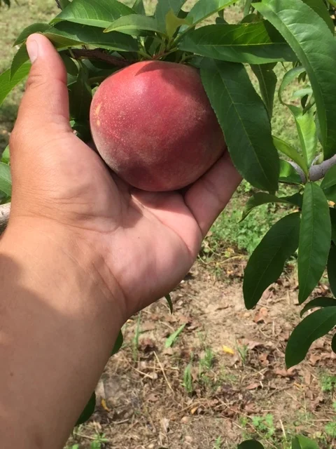 A Peachy Keen Local Destination