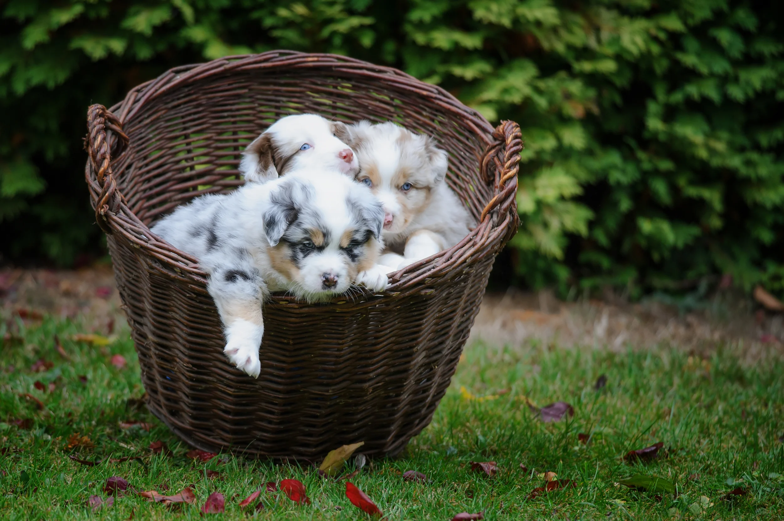 How to Buy a New Puppy