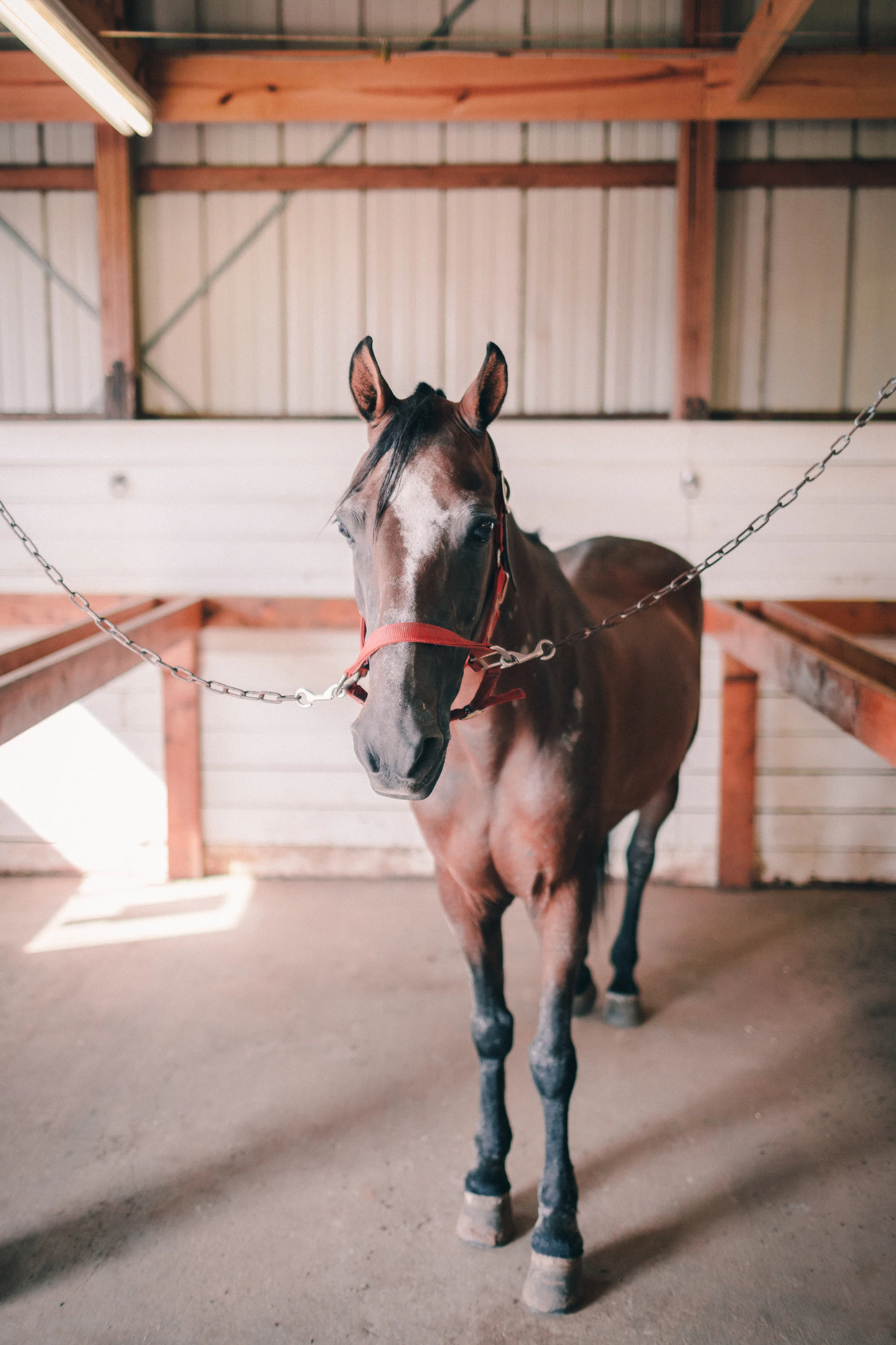 BACK-TO- SCHOOL SADDLES