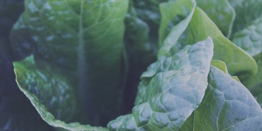 Lettuce Explain: 1 Reason Why Moms Feel Crazy (But Don't Have To)