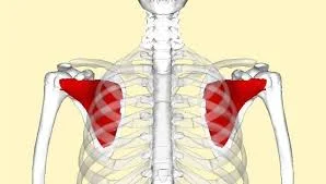 subscapularisswimmersshoulder.jpg