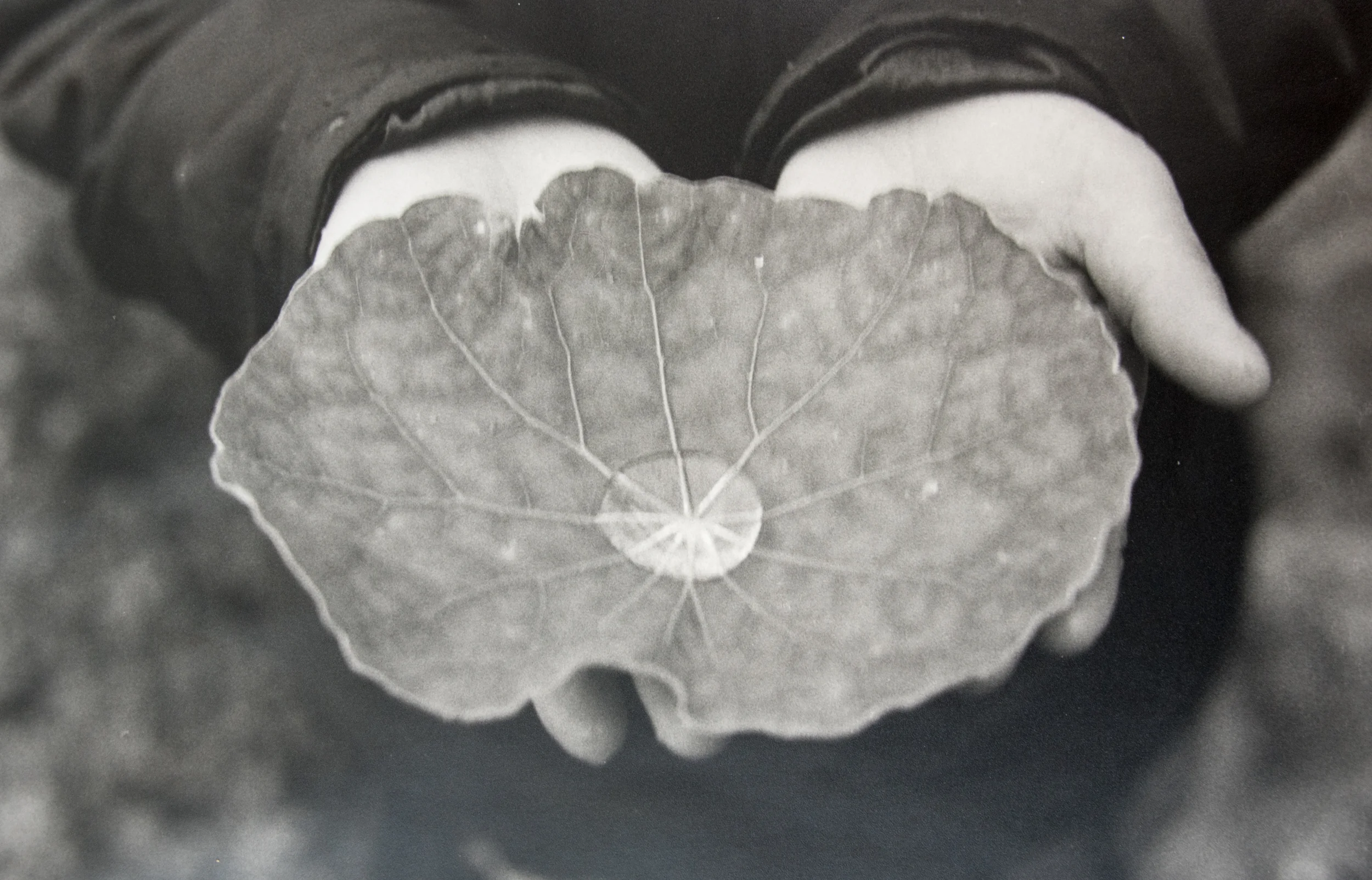 Untitled, Sapa