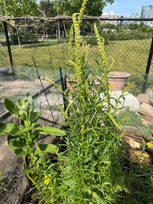  Weld growing in my garden 