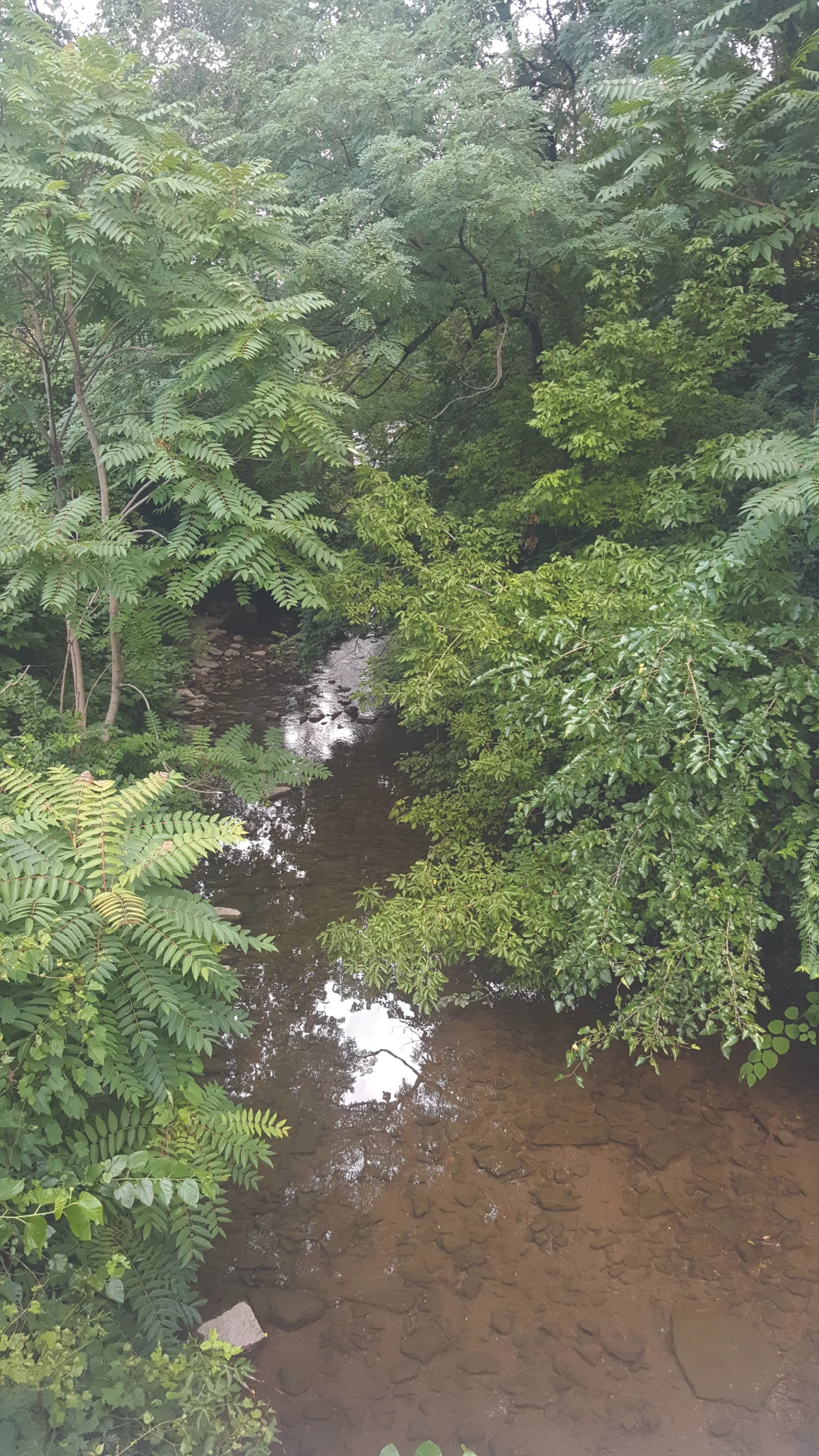 BeanCreek2.jpg