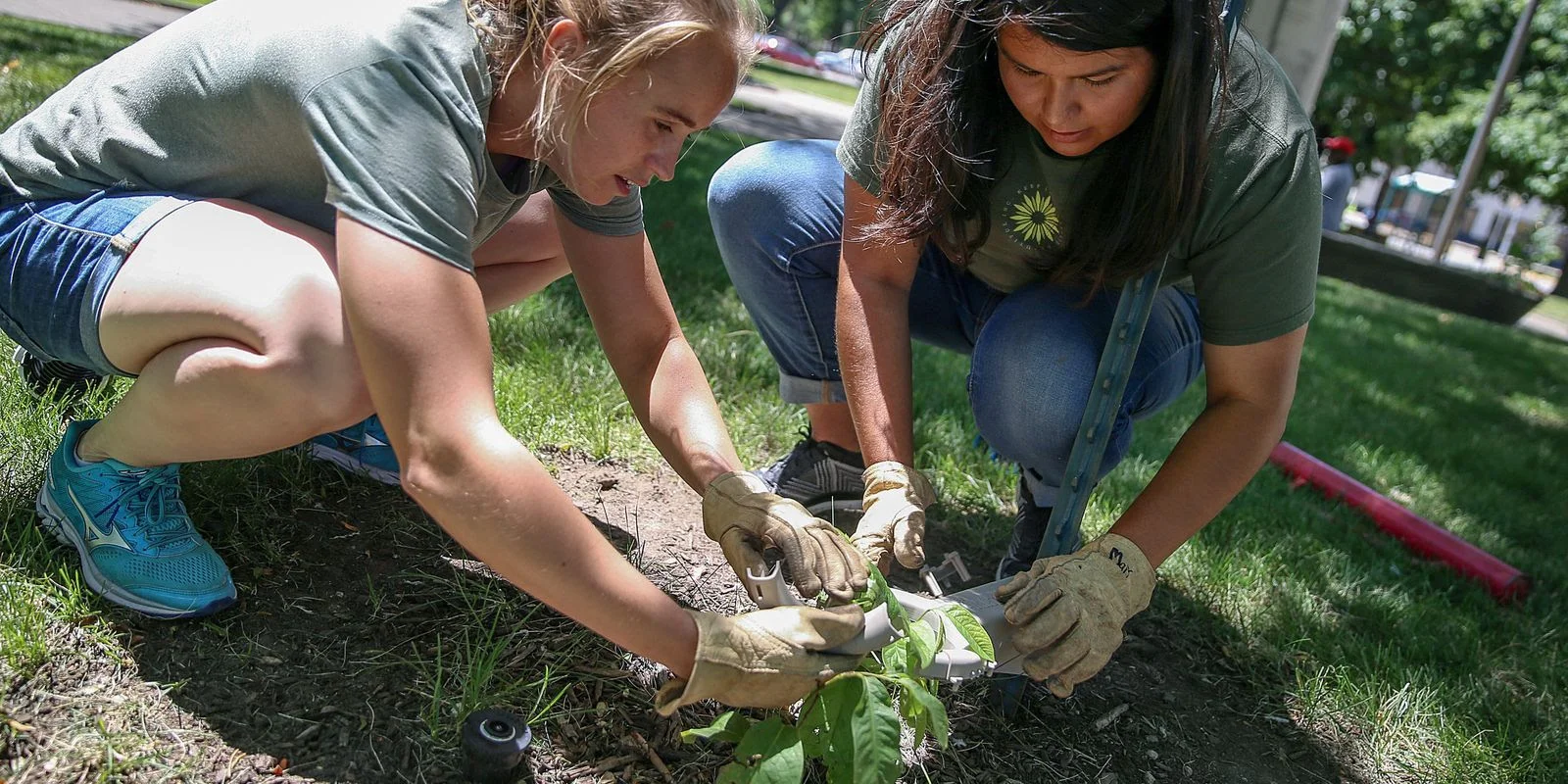 IPS 34 Planting.jpg