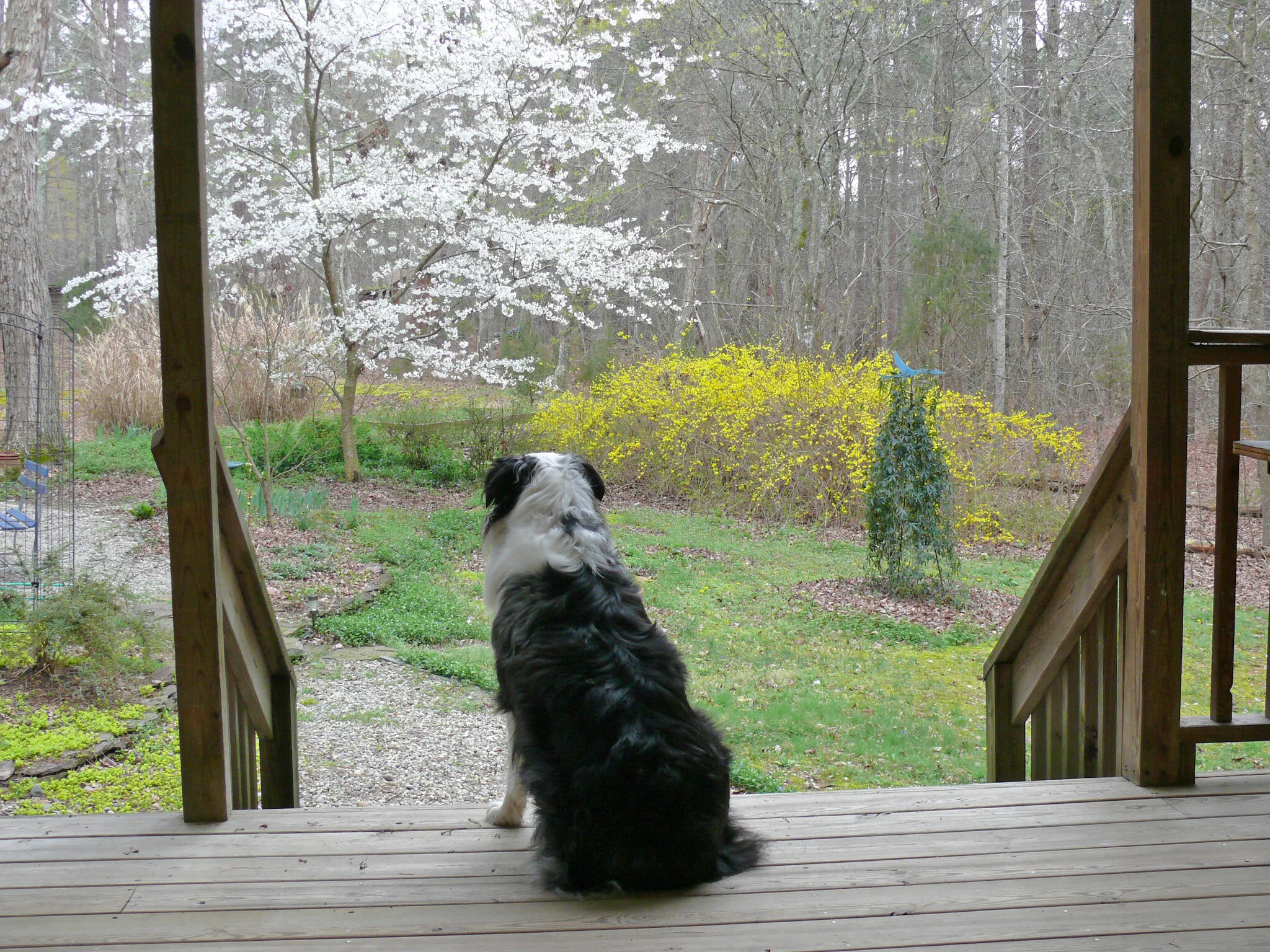 Garden in spring