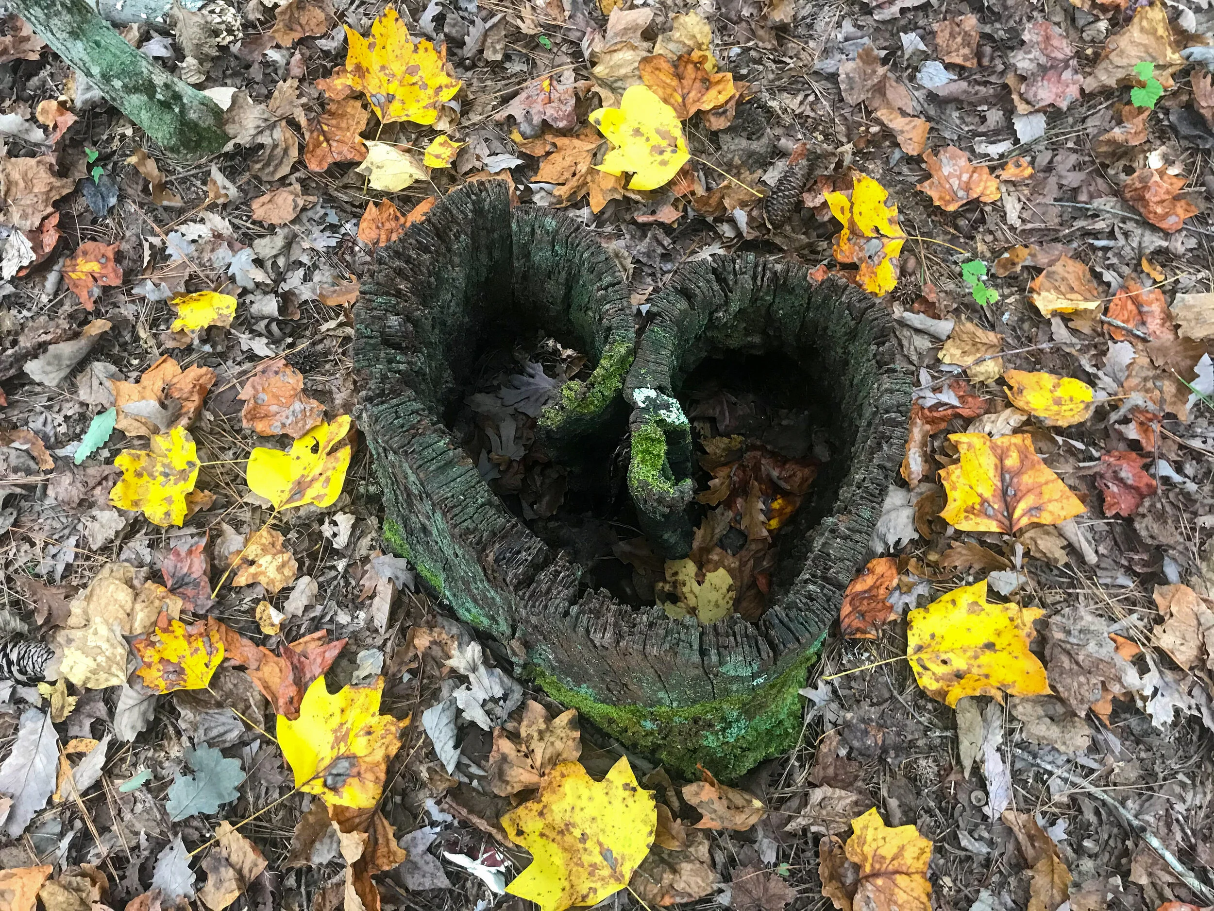heart.woods.kiffney.jpeg