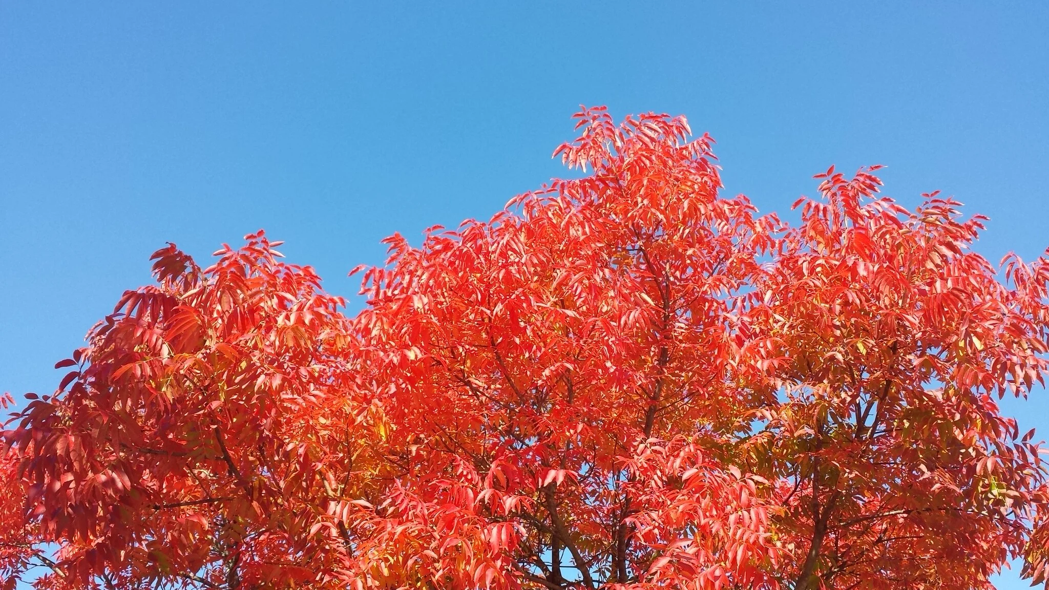 Fall Newsletter, magic in the woods and show update!