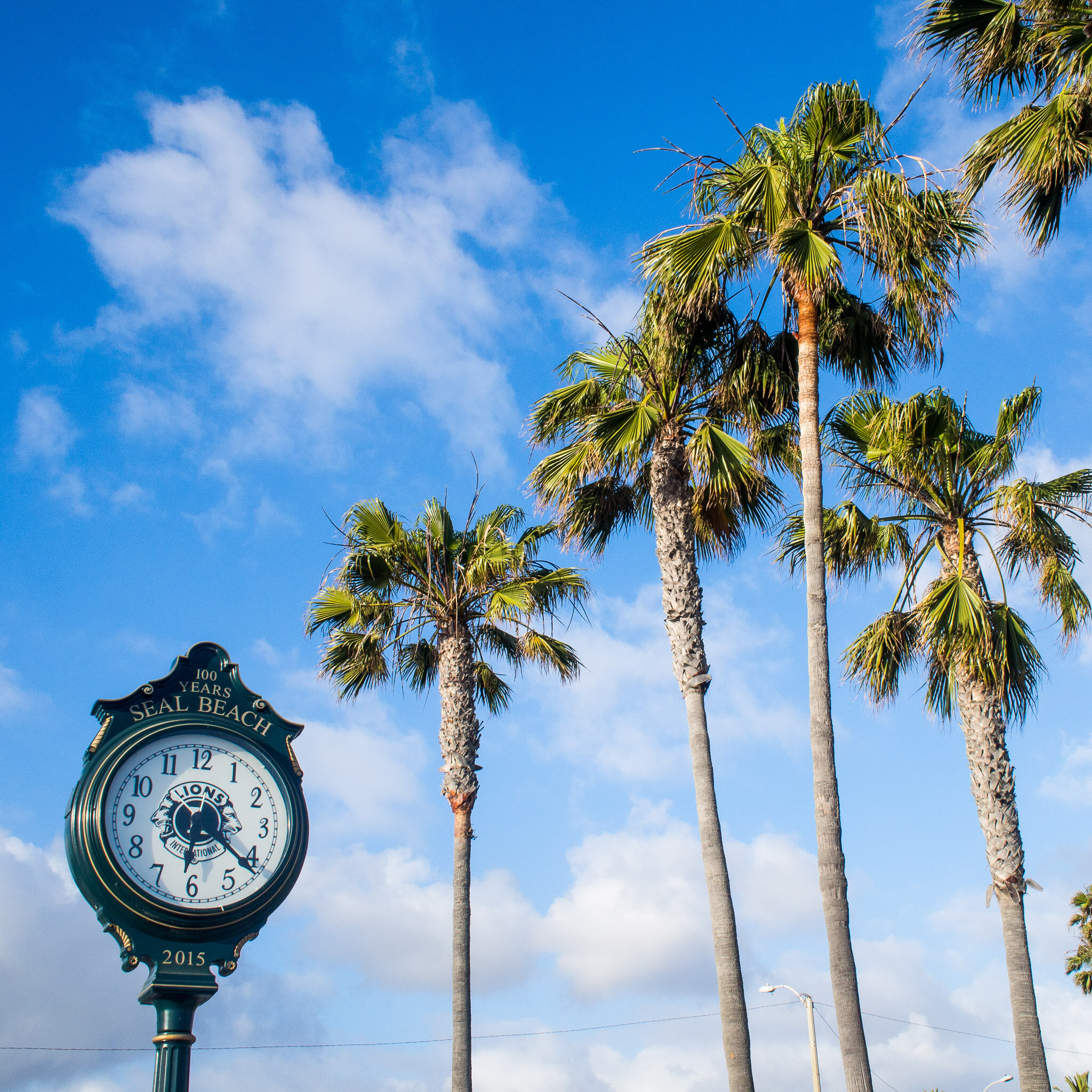 Clock And Palms