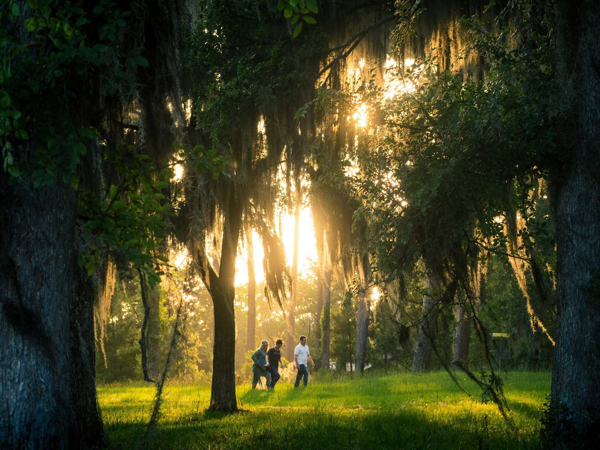 Louisiana Trees