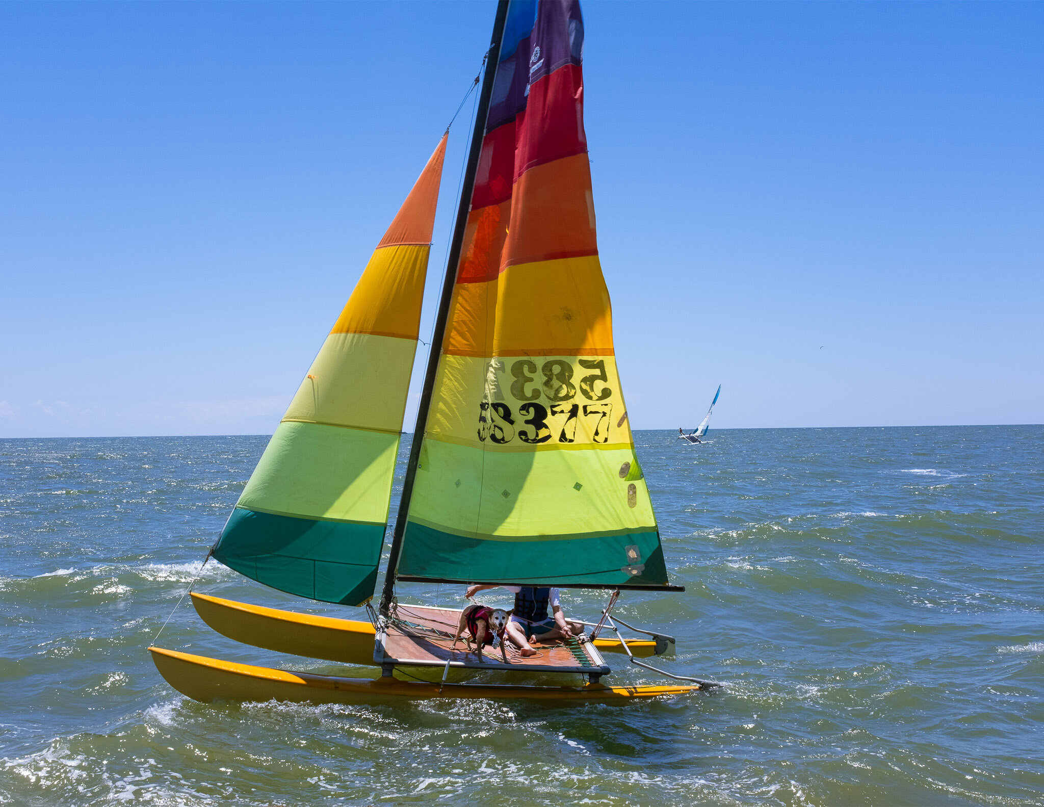 Man And Dog On Catamaran