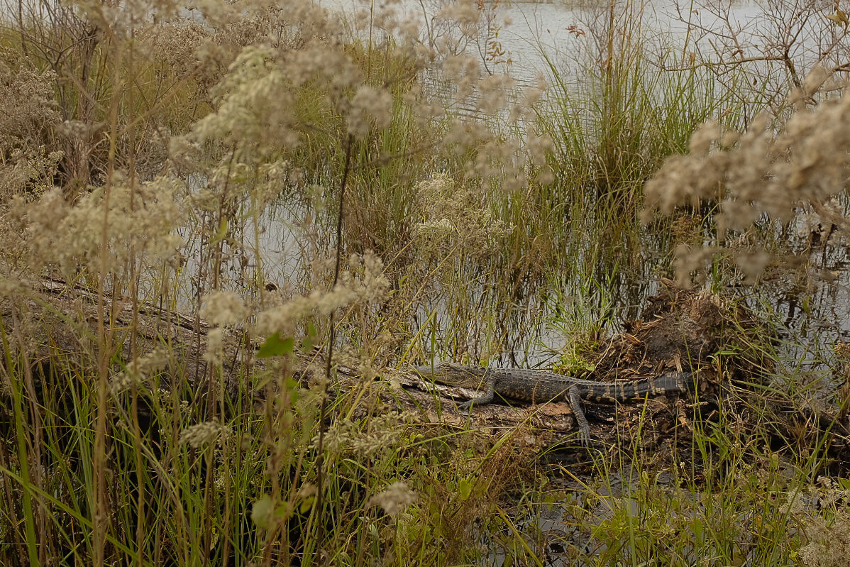 Baby Alligator