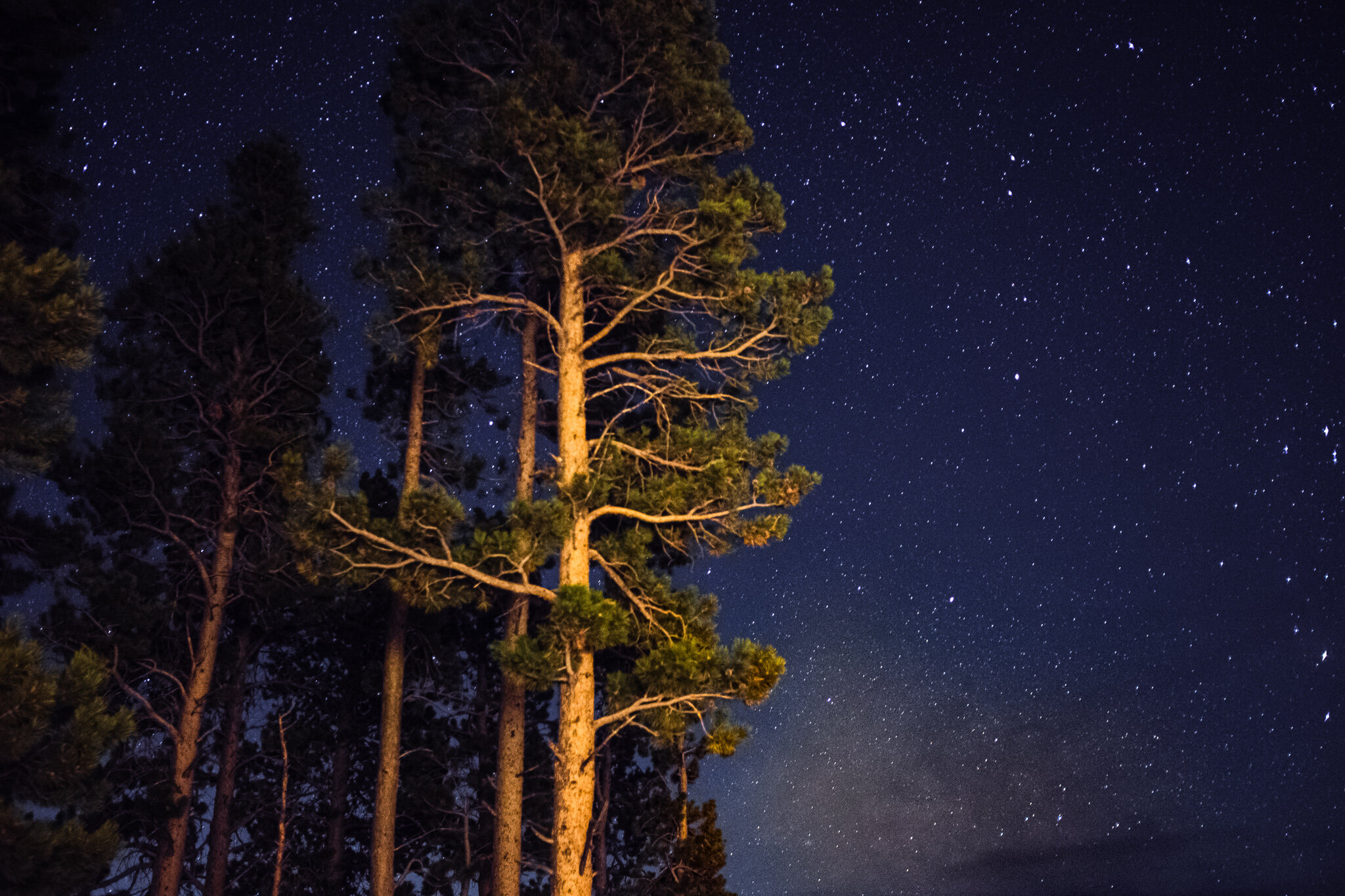 Pine Trees And Stars