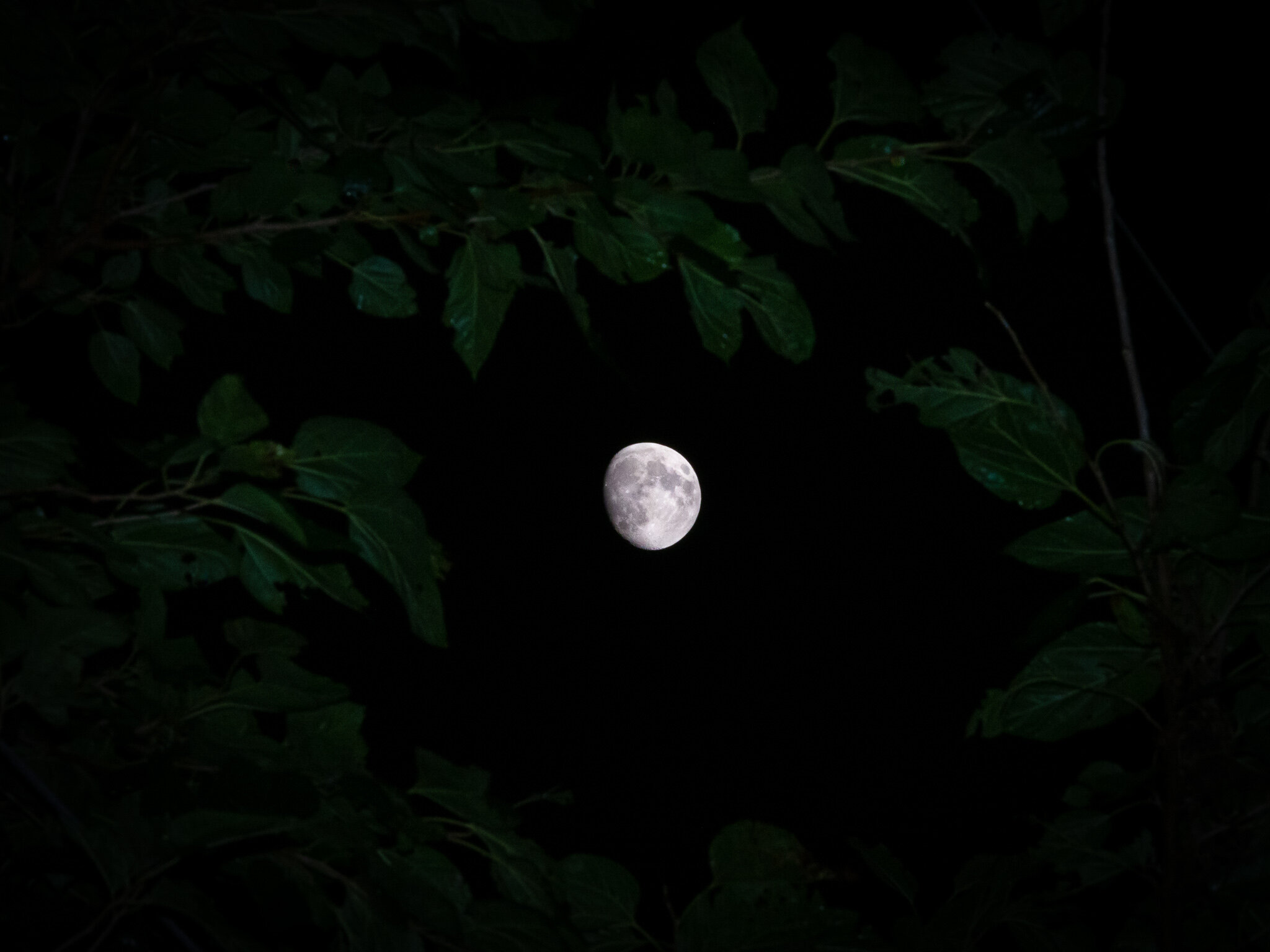 Moon Through Leaves