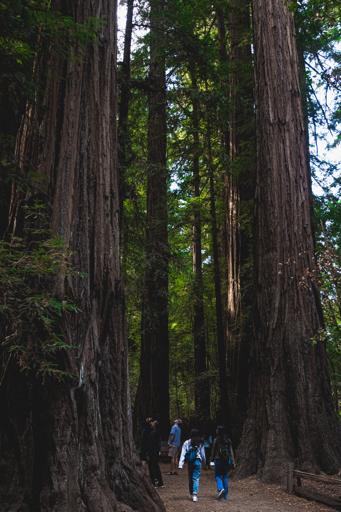 Tourists Admiring Redwoods