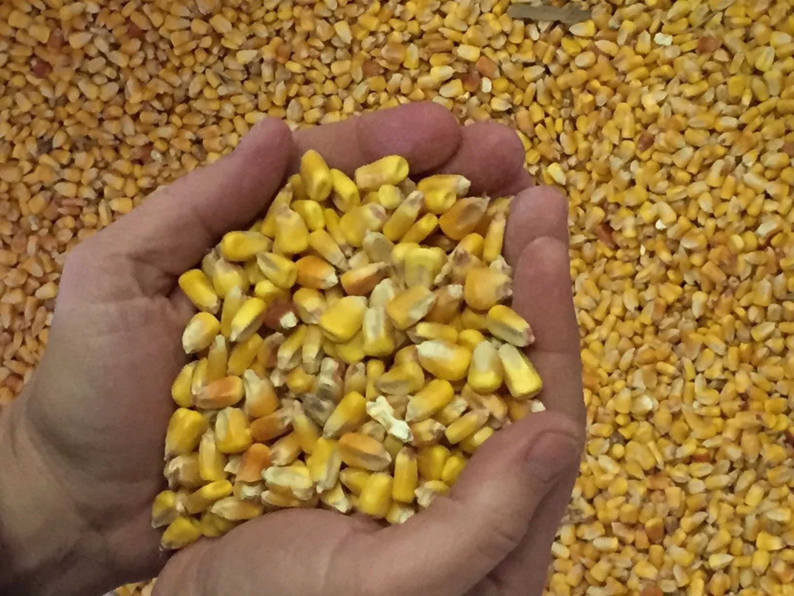 Corn3 Resized.jpg