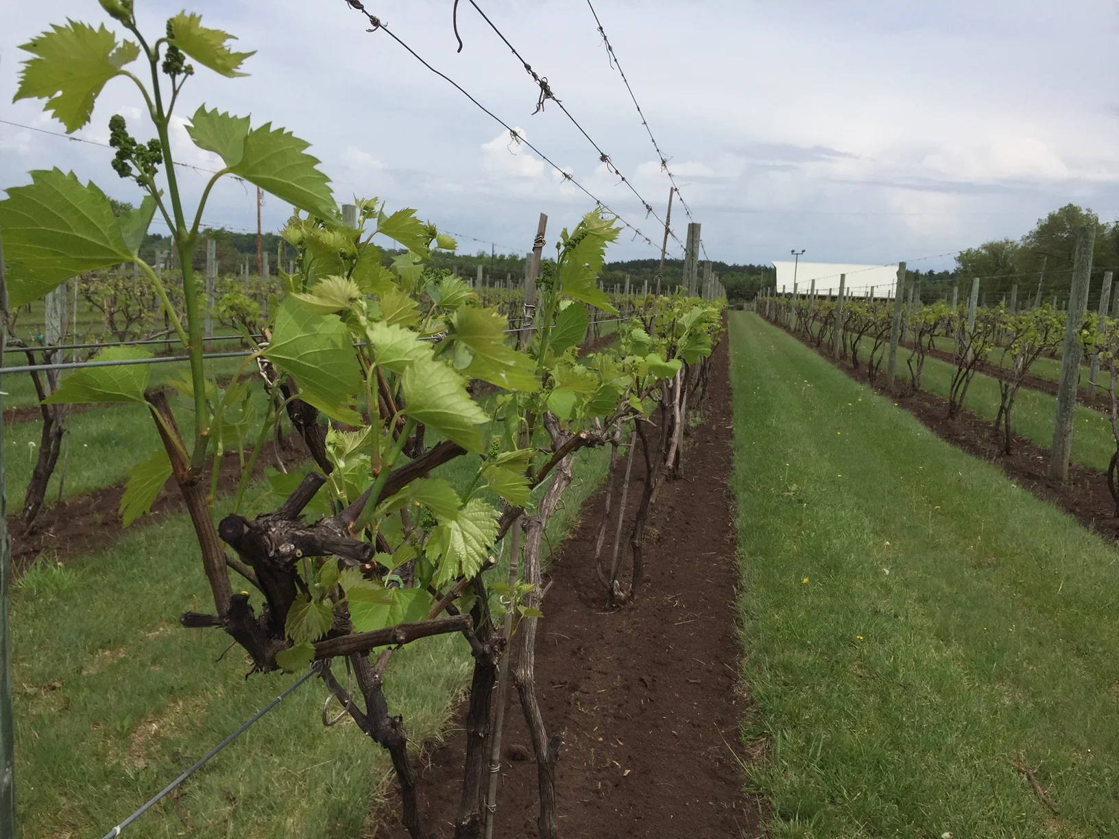Vineyard Row.jpg